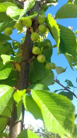 20170517_095029_resized
