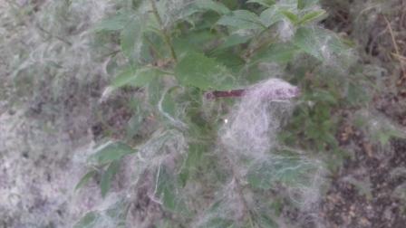 20170524_090714 (1)