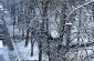 04_snow_n