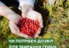 Чи потрібен дозвіл для збирання грибів і ягід у лісі