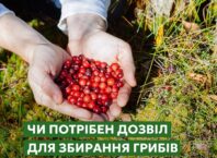 Чи потрібен дозвіл для збирання грибів і ягід у лісі