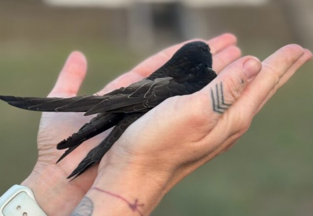 08_birds (1)