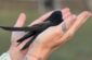 08_birds (1)